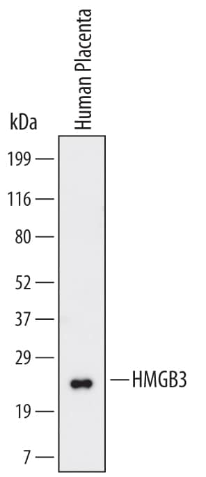 Detection of Human HMGB3 antibody by Western Blot.