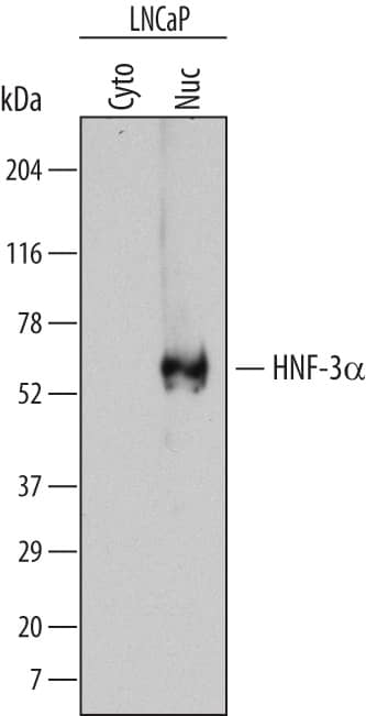 Detection of Human HNF-3a/FoxA1 antibody by Western Blot.