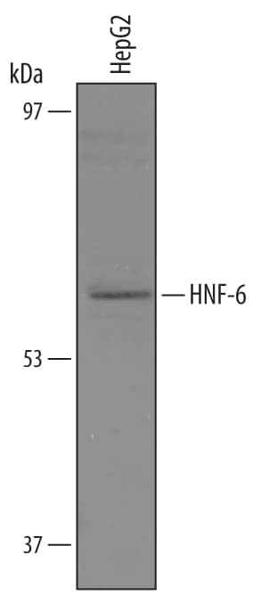 Detection of Human HNF-6/ONECUT1 antibody by Western Blot.