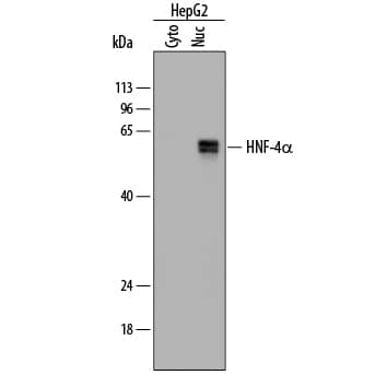 Detection of Human HNF-4a/NR2A1 antibody by Western Blot.