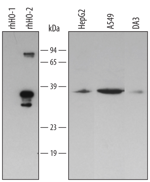 Detection of Human and Mouse HO-2/HMOX2 antibody by Western Blot.