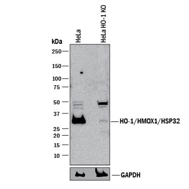 Western Blot Shows Human HO-1/HMOX1/HSP32 Antibody Specificity by Using Knockout Cell Line.