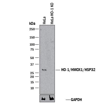 Western Blot Shows Human HO-1/HMOX1/HSP32 Antibody Specificity by Using Knockout Cell Line.