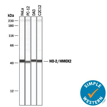 Detection of Human, Mouse, and Rat HO‑2/HMOX2 by Simple Western<sup>TM</sup>. Detection of Human, Mouse, and Rat HO-2/HMOX2 antibody by Simple WesternTM.