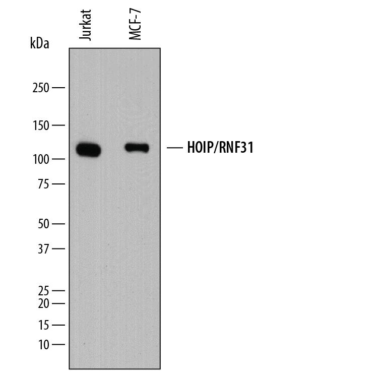 Detection of Human HOIP/RNF31 antibody by Western Blot.