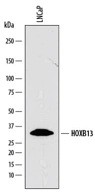 Detection of Human HOXB13 antibody by Western Blot.