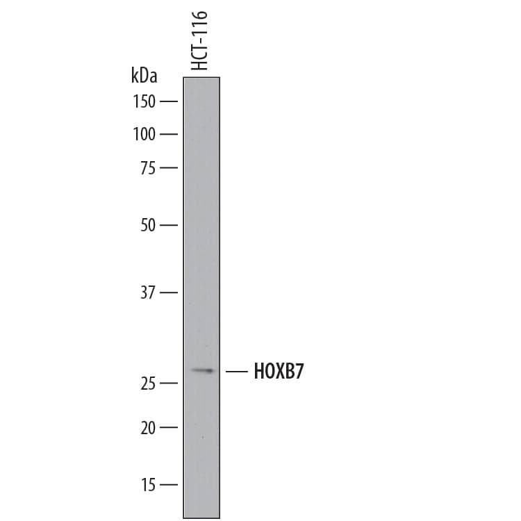 Detection of Human HOXB7 antibody by Western Blot.