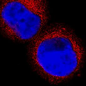 Hematopoietic Prostaglandin D Synthase/HPGDS antibody in HEL 92 by Immunocytochemistry (ICC).1 by Immunocytochemistry (ICC).7 Human Cell Line by Immunocytochemistry (ICC).