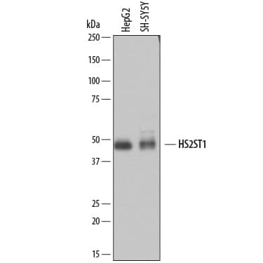 Detection of Human Heparan Sulfate 2-O-Sulfotransferase 1/HS2ST1 antibody by Western Blot.