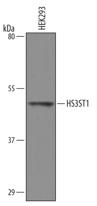 Detection of Human HS3ST1 antibody by Western Blot.