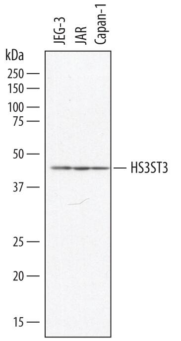 Detection of Human Heparan Sulfate Glucosamine 3-O-Sulfotransferase 3 antibody by Western Blot.