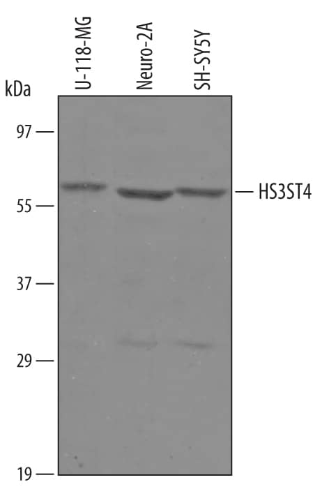 Detection of Human Sulfate 3-O-Sulfotransferase 4 /HS3ST4 antibody by Western Blot.