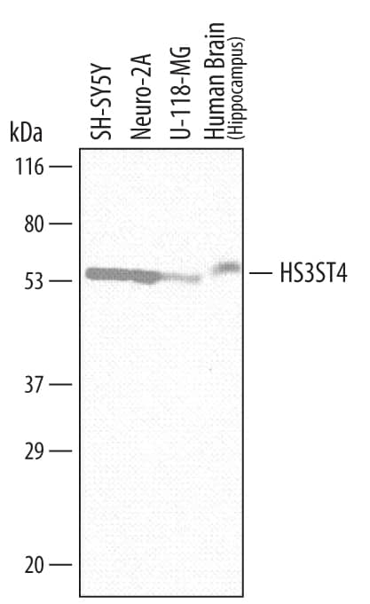 Detection of Human and Mouse Heparan Sulfate 3-O-Sulfotransferase 4/HS3ST4 antibody by Western Blot.