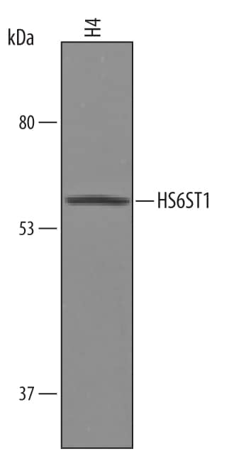 Detection of Human HS6ST1 antibody by Western Blot.