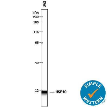 Detection of Mouse HSP10/EPF antibody by Simple WesternTM.