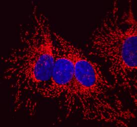 HSP10/EPF antibody in HeLa Human Cell Line by Immunocytochemistry (ICC).