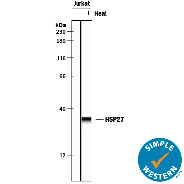 Detection of Human HSP27 antibody by Simple WesternTM.