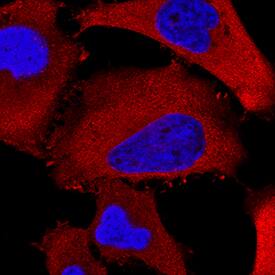 HSP27 antibody in HeLa Human Cell Line by Immunocytochemistry (ICC).