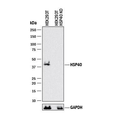 Western Blot Shows Human HSP40/DNAJB1 Antibody Specificity by Using Knockout Cell Line.