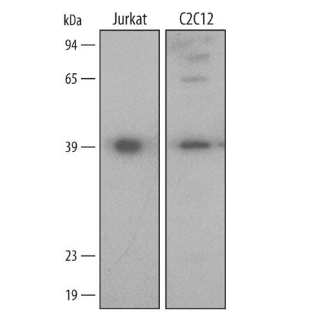 Detection of Human/Mouse HSP40/DNAJB1 antibody by Western Blot.