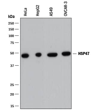 Detection of Human HSP47 antibody by Western Blot.