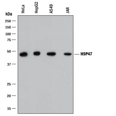 Detection of Human HSP47 antibody by Western Blot.