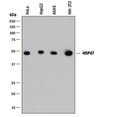 Detection of Human and Mouse HSP47 antibody by Western Blot.