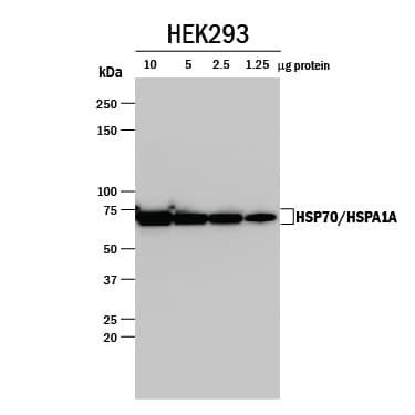 Detection of Human HSP70/HSPA1A antibody by Western Blot.