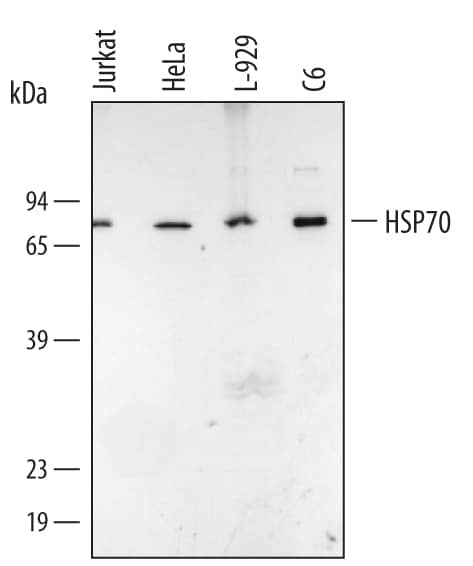 Detection of Human, Mouse, and Rat HSP70/HSPA1A antibody by Western Blot.