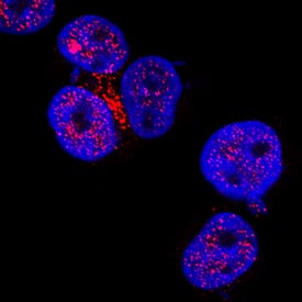 HSP70/HSPA1A antibody in Jurkat Human Cell Line by Immunocytochemistry (ICC).