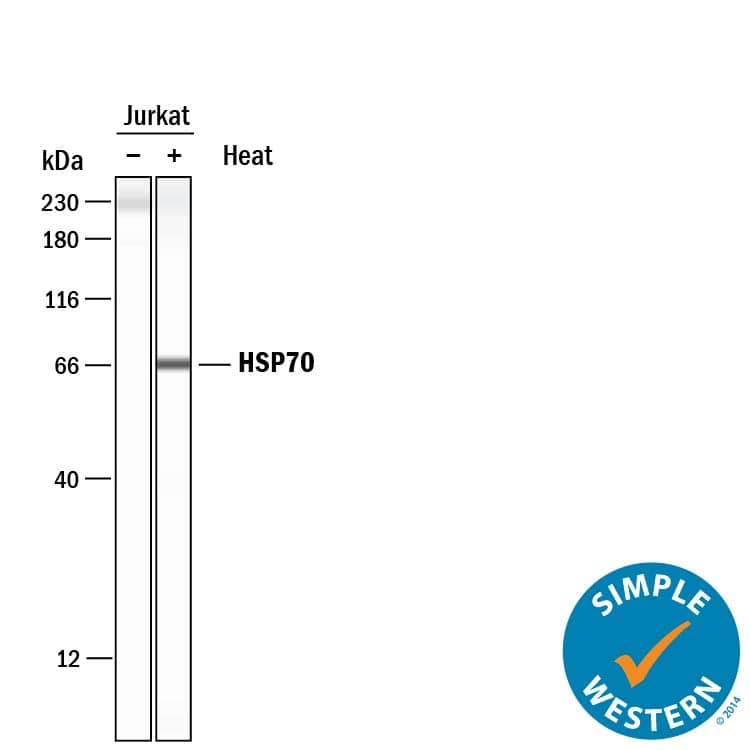 Detection of Human HSP70/HSPA1A antibody by Simple WesternTM.