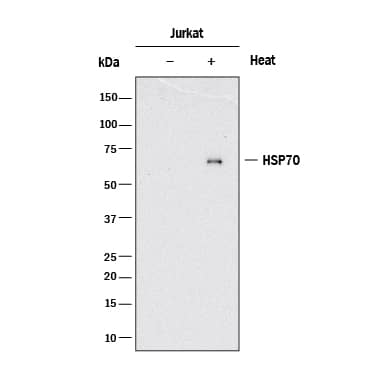 Detection of Human HSP70/HSPA1A antibody by Western Blot.