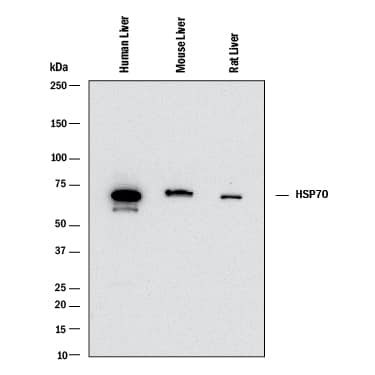 Detection of Human. Mouse, and Rat HSP70/HSPA1A antibody by Western Blot.