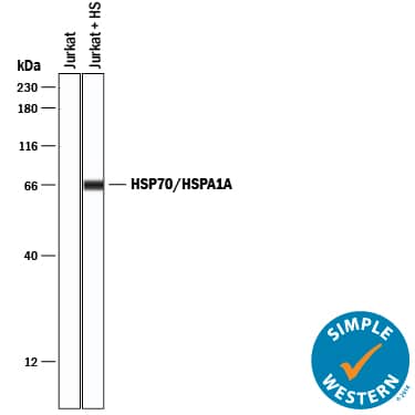 Detection of Human HSP70/HSPA1A antibody by Simple WesternTM.