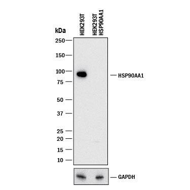 Western Blot Shows Human HSP90a Antibody Specificity by Using Knockout Cell Line.