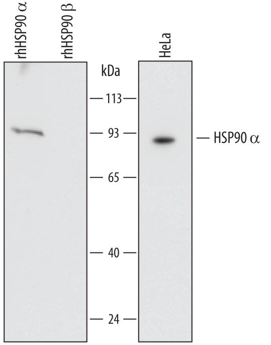 Detection of Human HSP90a antibody by Western Blot.