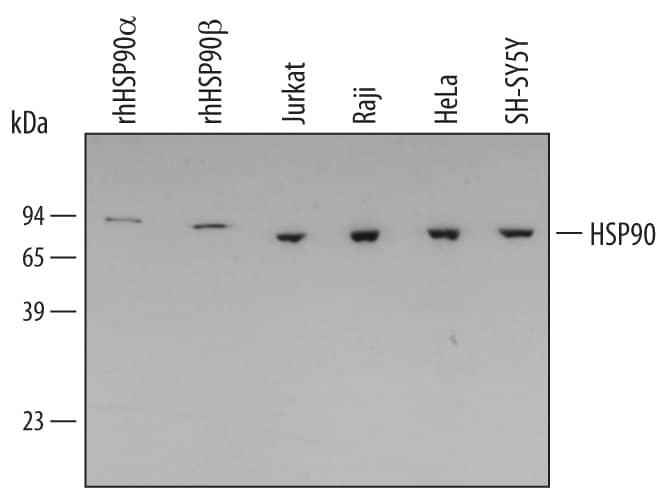 Detection of Human HSP90 antibody by Western Blot.