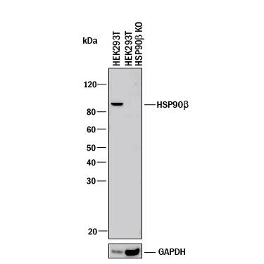 Western Blot Shows Human HSP90 beta Antibody Specificity by Using Knockout Cell Line.