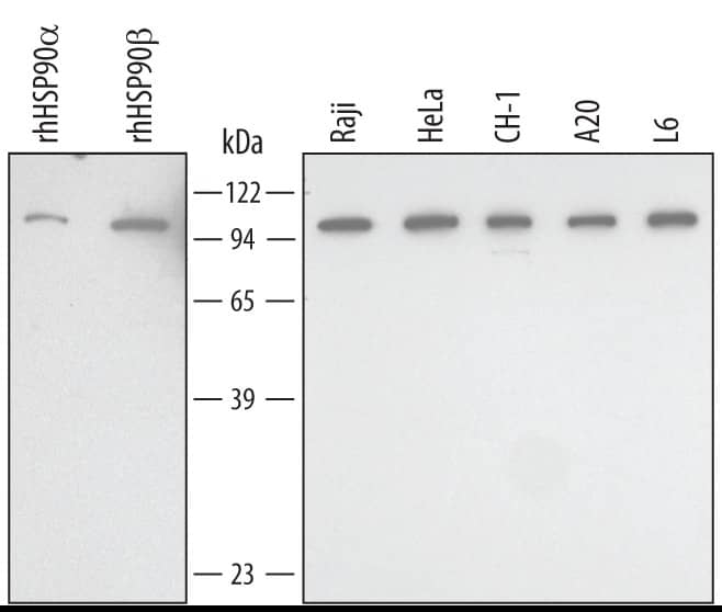 Detection of Human/Mouse/Rat HSP90 antibody by Western Blot.