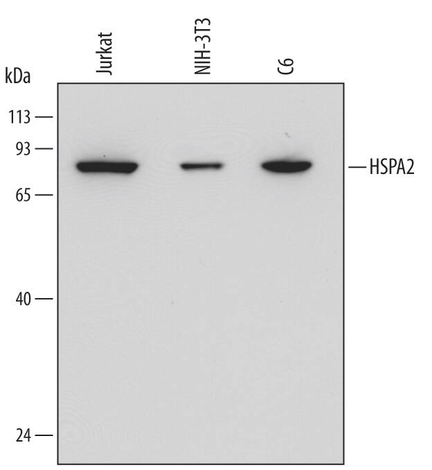 Detection of Human, Mouse, and Rat HSPA2 antibody by Western Blot.