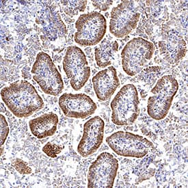 HSPA8/HSC71 antibody in Mouse Intestine by Immunohistochemistry (IHC-Fr).
