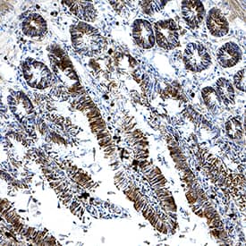 HSPA8/HSC71 antibody in Rat Intestine by Immunohistochemistry (IHC-Fr).