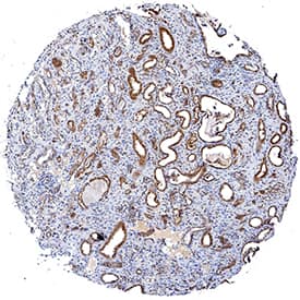 HSPA8/HSC71 antibody in Human Kidney by Immunohistochemistry (IHC-P).