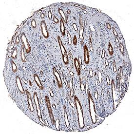 HSPA8/HSC71 antibody in Human Kidney by Immunohistochemistry (IHC-P).