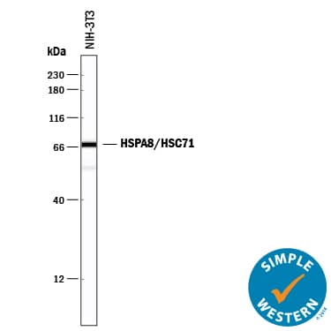 Detection of Mouse HSPA8/HSC71 antibody by Simple WesternTM.