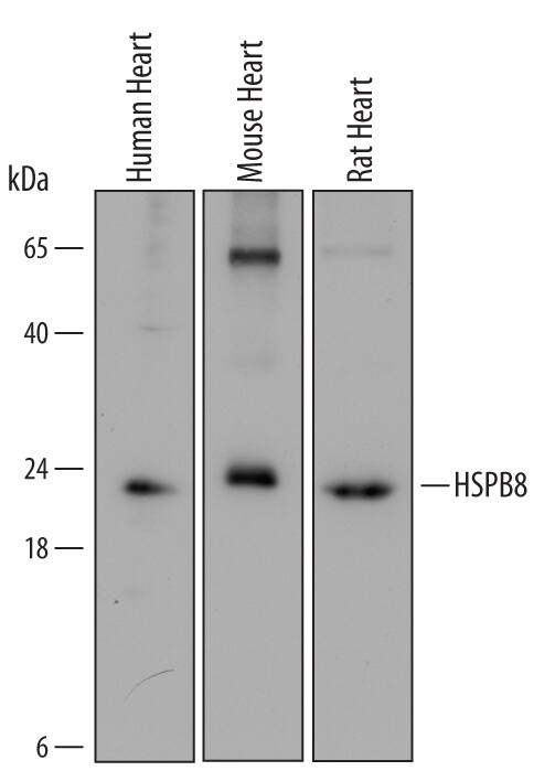 Detection of Human, Mouse, and Rat HSPB8 antibody by Western Blot.