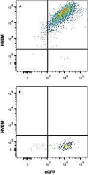 Detection of HVEM/TNFRSF14 antibody in HEK293 human embryonic kidney cell line transfected with mouse HVEM/TNFRSF14 and eGFP antibody by Flow Cytometry.