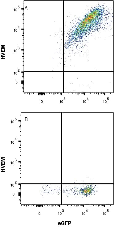 Detection of HVEM/TNFRSF14 antibody in HEK293 cell line transfected with mouse HVEM/TNFRSF14 and eGFP antibody by Flow Cytometry