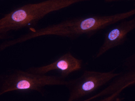 Hairless antibody in NHEK Human Cell Line by Immunocytochemistry (ICC).