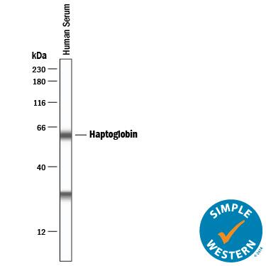 Detection of Human Haptoglobin antibody by Simple WesternTM.
